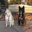 画像 yosinosuの親ばかブログ　すでに26年過ぎて、我が家の保護犬たちは幸せかな？、最後まで幸せだと思います。のユーザープロフィール画像