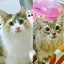 画像 シュシュ＆リリィ～ソマノル猫日記～のユーザープロフィール画像