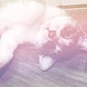 ねこたまのプロフィール
