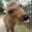 画像 奈良の大仏さんと鹿さんが好きさんのブログのユーザープロフィール画像