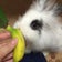 Bunny Buddy Boo