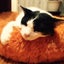 画像 太っちょ猫ミントとお気楽生活のユーザープロフィール画像