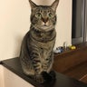 ねこ。のプロフィール