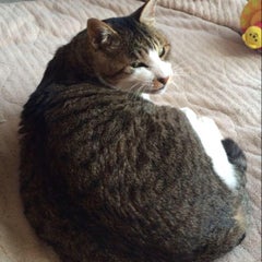 うしおととら Posuのブログ 生まれ変わるなら猫がいい