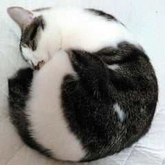 森　秋子のプロフィール