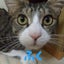 画像 保護猫カフェまちねこ で出会った"ふくとテル"のユーザープロフィール画像