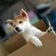 保護犬だった豆柴はると飼い主初心者の成長記