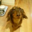 画像 愛犬の手作りごはん・おやつ＆ペットロス　lucoandのブログのユーザープロフィール画像