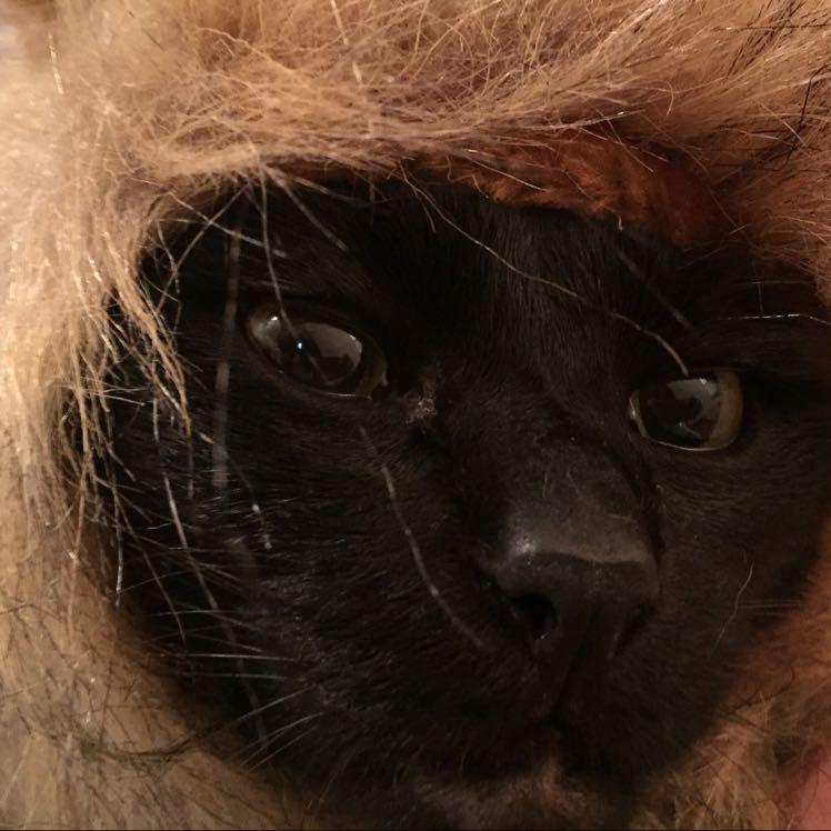 爆裂★猫天使