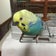 よっぴーのインコブログ