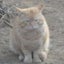 モッさんのサムネイル