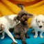 画像 延岡の犬・猫ホテル ワンちゃん美容室Poohのユーザープロフィール画像