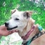 画像 犬の介護施設　逢犬はうすのブログのユーザープロフィール画像