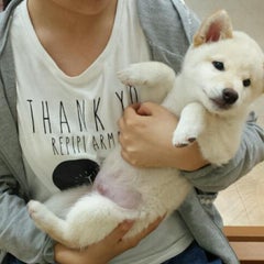 昔のドラマ 炎の犬dvdヤバイ 淡赤柴犬マロンの日記 昔のドラマ 炎の犬dvdヤバイ 淡赤柴犬マロンの日記