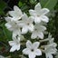 jasminのサムネイル
