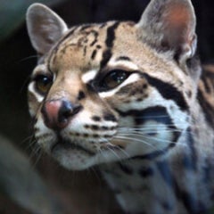 山猫のプロフィール