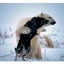 画像 白クマ・大沼公園のブログのユーザープロフィール画像