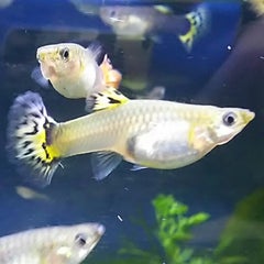 さようなら竜生 こんにちは人生 1 でじ丸記 さようなら竜生 こんにちは人生 1 でじ丸記