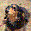 画像 犬のしつけLira(ﾗｲﾗ)のブログのユーザープロフィール画像