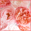 画像 花のアトリエ　Blossomのユーザープロフィール画像