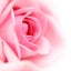 画像 奈良県 御所市 ❤️「Pink Rose.」アクセサリー、布小物の製作販売、イベント出店。のユーザープロフィール画像