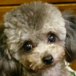 トイプードル専門ブリーダー ピンポンパールさんのプロフィールページ
