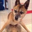 画像 20歳老犬介護日記のユーザープロフィール画像