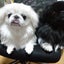 画像 dog-pekingese-sakurako・sasukeのブログのユーザープロフィール画像
