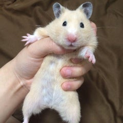 杏子のプロフィール