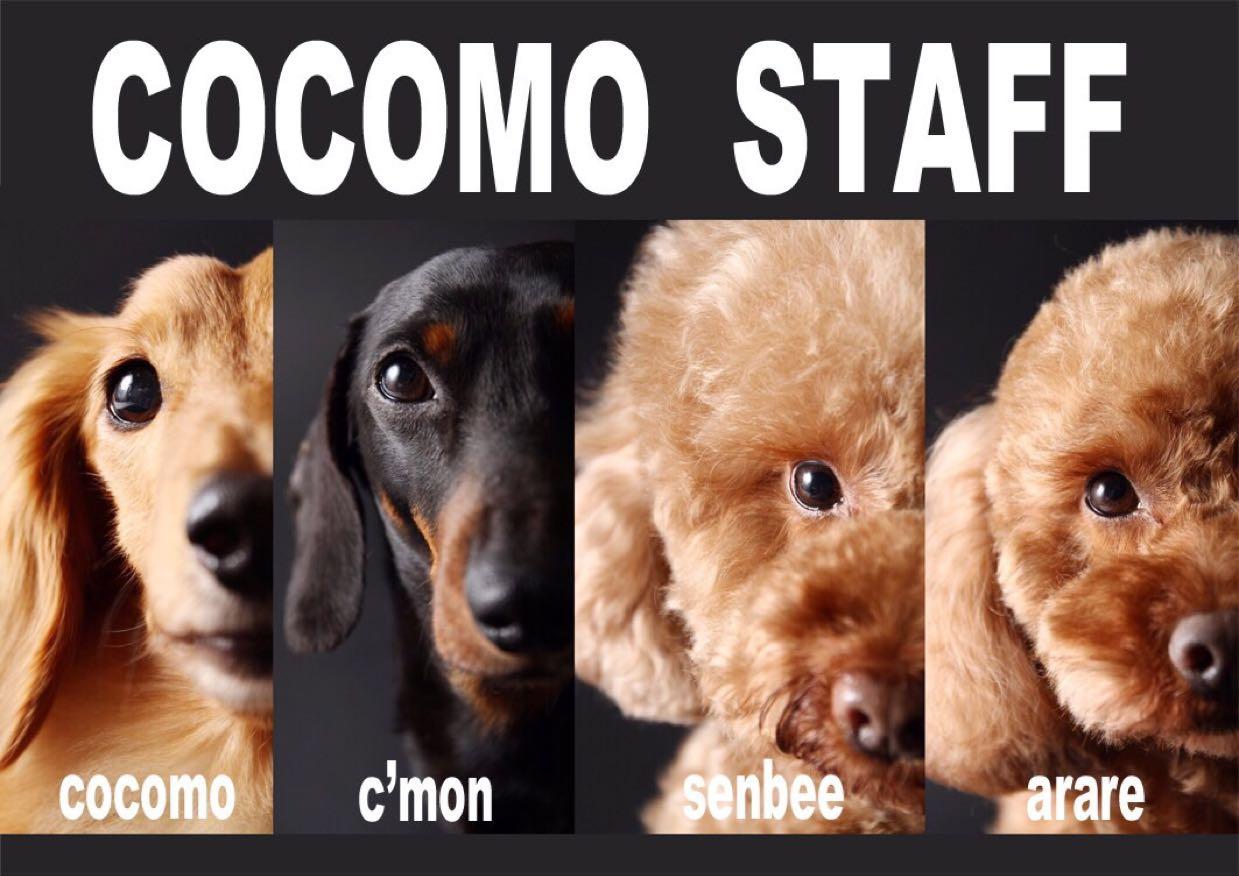 4 28 土 犬カフェcocomoさんでワークショップ 犬カフェ ｃｏｃｏｍｏ