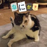 aiaiのプロフィール