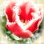 画像 花  咲  色   の  ３６５色のユーザープロフィール画像