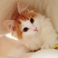 画像 うちの猫神さんのユーザープロフィール画像
