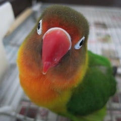 2019爺停止中のプロフィール