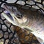 タツノコのサムネイル