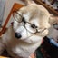 画像 柴犬モモとナナとハル☆シニア日々是好日のユーザープロフィール画像