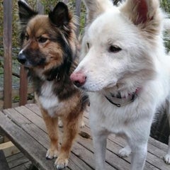 雑種犬あるある コタポンさんちの里親さがし 雑種犬あるある コタポンさんちの里親さがし