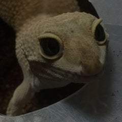 ポチズファミリーのプロフィール