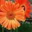 画像 加古川やわらか整体 オレンジブロッサムのユーザープロフィール画像