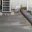ニャン友のサムネイル