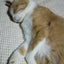 画像 chocoちゃん猫と♪EleganceFeminineGorgeousBeautyRoyalDressyStylishLuxurlyFashionDesign☆のユーザープロフィール画像