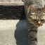山猫のサムネイル