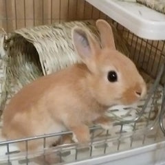 みみのプロフィール