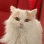 画像 猫と数秘   in倉敷のユーザープロフィール画像