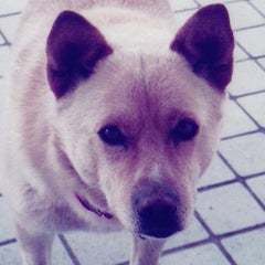 動物村猫君のプロフィール
