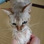ササミのサムネイル