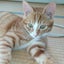 画像 鶴見猫活のユーザープロフィール画像