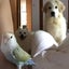 ピロメロのサムネイル