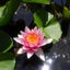画像 Lotus water garden 蓮華咲く池　仏教が幸せな人生を導くのユーザープロフィール画像