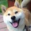 らくだ姉さんのサムネイル